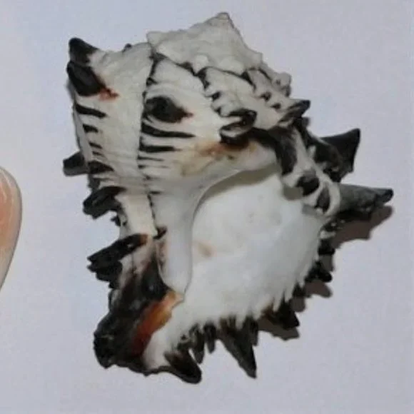 Lot of 14 Medium and Large Sea Shells 2.5" to 4" Cockle, Cowrie, Conch, Snail - Picture 11 of 14